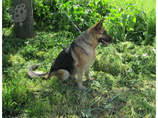 Γερμανικός Ποιμενικός – 380 euro